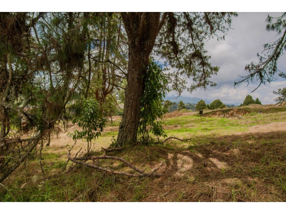 VENDEMOS LOTE CON BOSQUE NATIVO UNIDAD CERRADA ALTO DE LAS PALMAS — foto 3