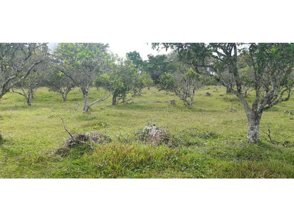 VENDO 01 HECTAREA EN POTRERILLOS ABAJO - 6
