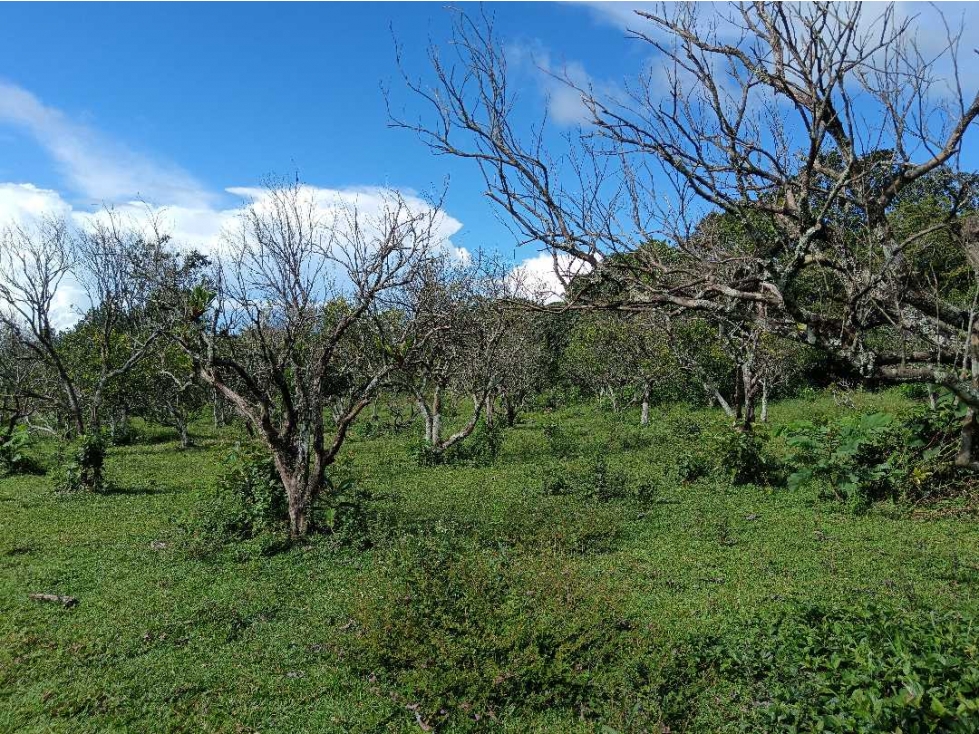 VENDO 01 HECTAREA EN POTRERILLOS ABAJO - 2