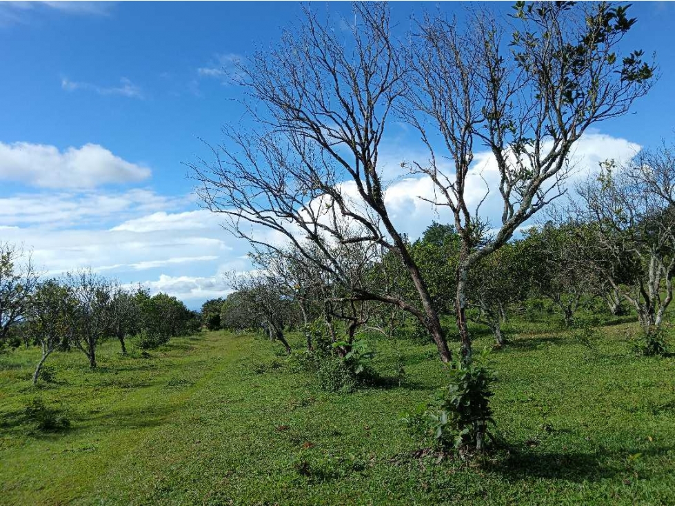 VENDO 01 HECTAREA EN POTRERILLOS ABAJO - 1