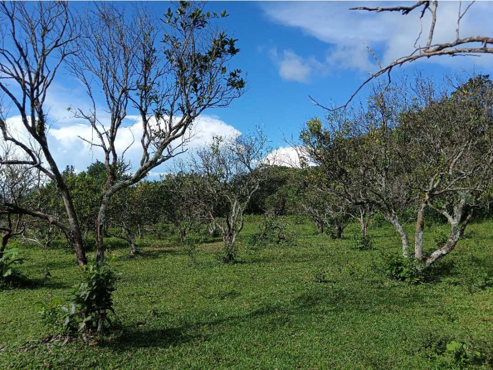 VENDO 01 HECTAREA EN POTRERILLOS ABAJO - 5