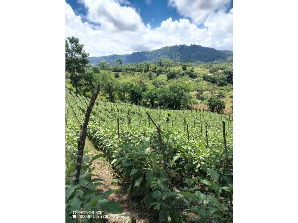 VENDO FINCA DE 12 HA caizan - 2