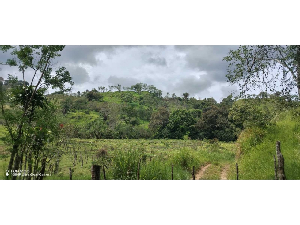 VENDO FINCA DE 12 HA caizan - 5