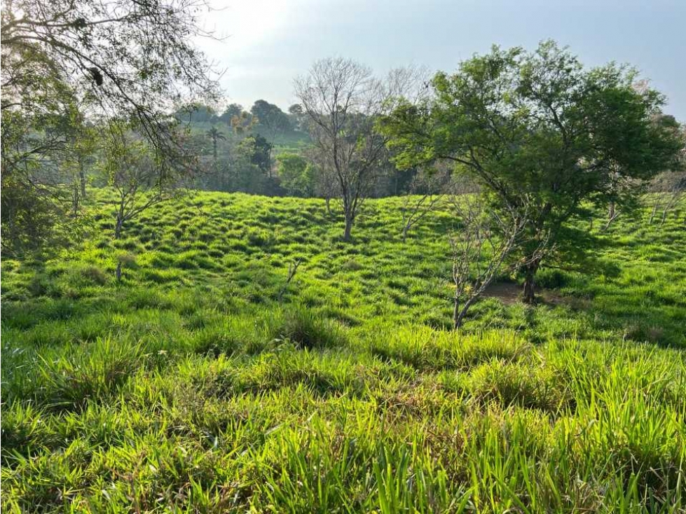 VENDO 28HECTARES LECHERIA - 2