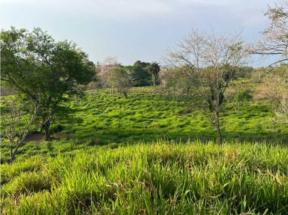 VENDO 28HECTARES LECHERIA - 3
