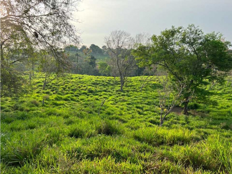 VENDO 28HECTARES LECHERIA - 4