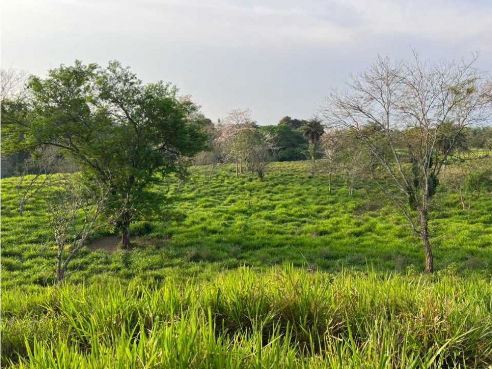 VENDO 28HECTARES LECHERIA - 5