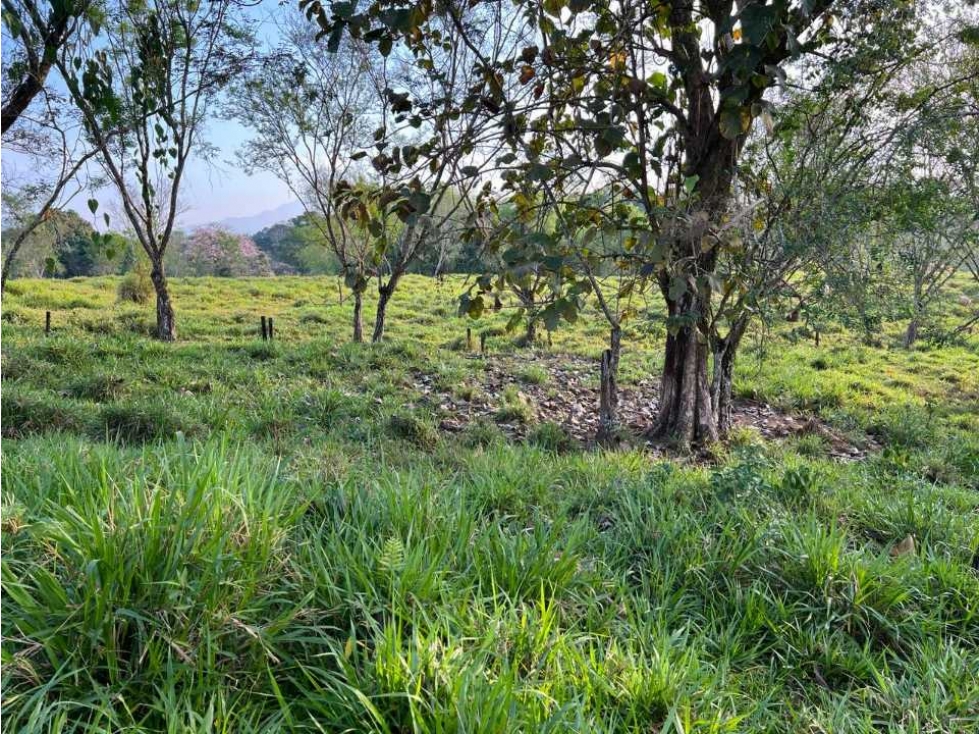 VENDO 28HECTARES LECHERIA - 6