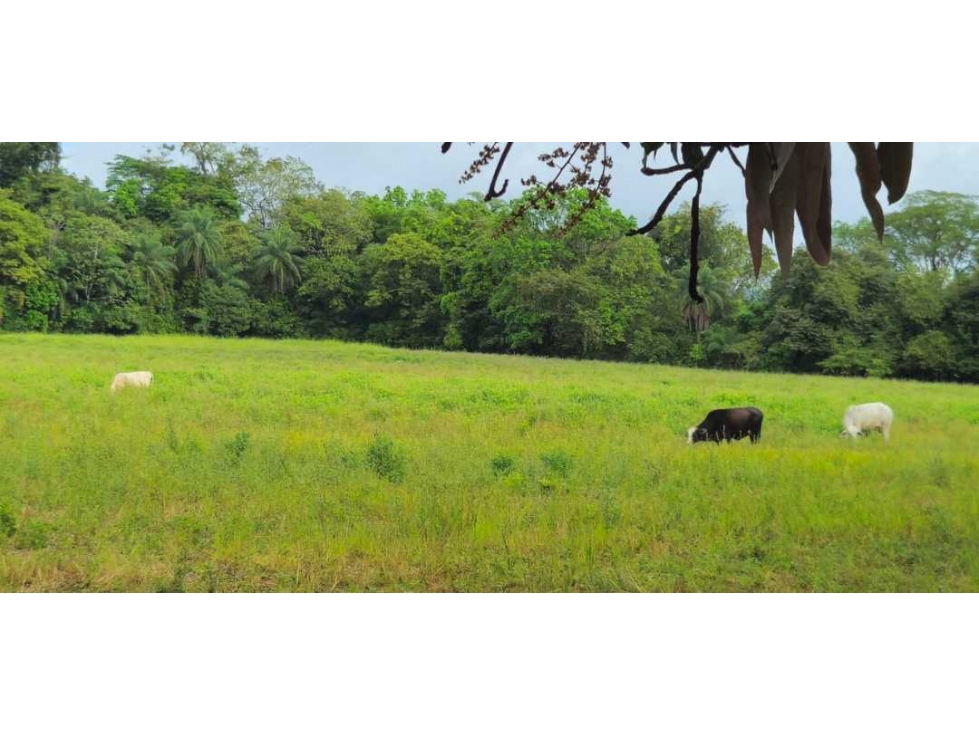 VENDO 37 HAS EN ORIENTE CHIRIQUÍ - 1