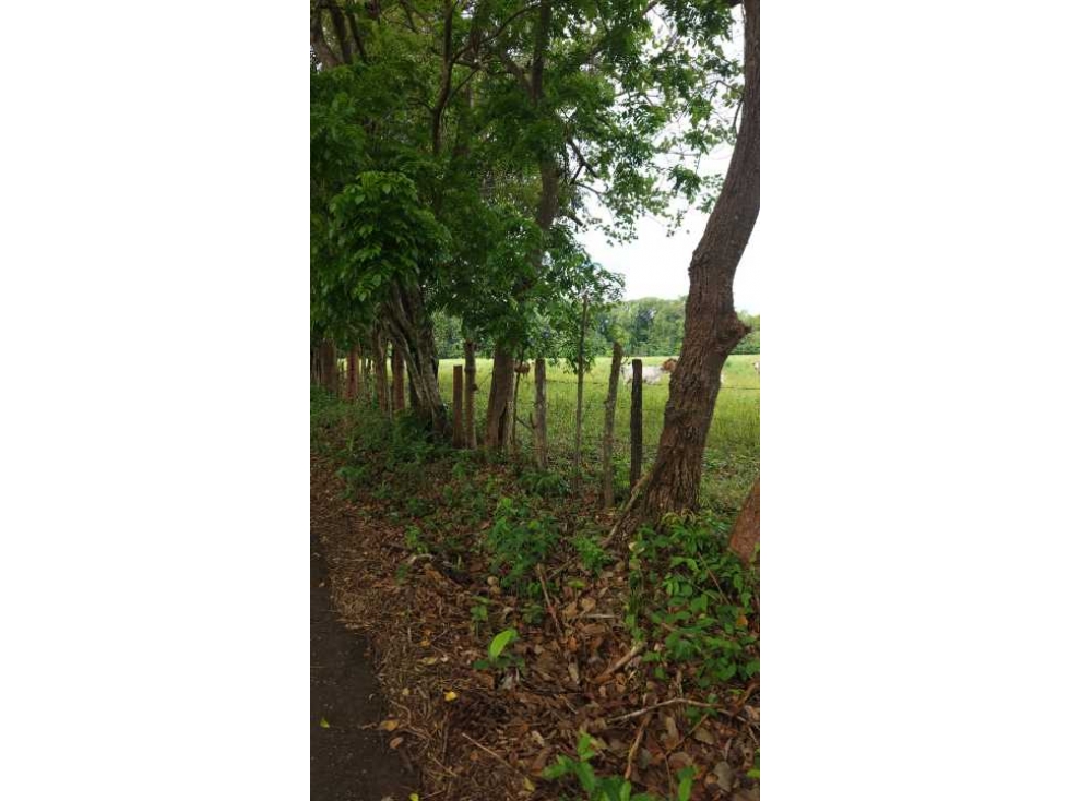 VENDO 37 HAS EN ORIENTE CHIRIQUÍ - 2