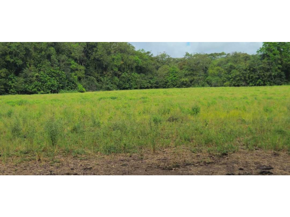 VENDO 37 HAS EN ORIENTE CHIRIQUÍ - 5