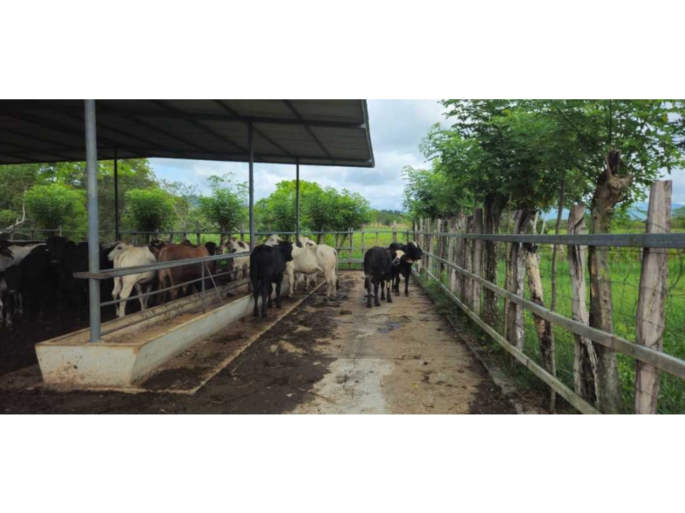VENDO 47 HECTAREAS CON MANGAS ELECTRICA - 3