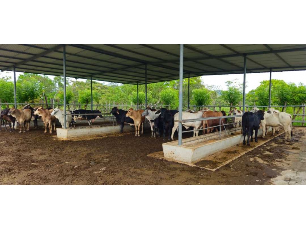 VENDO 47 HECTAREAS CON MANGAS ELECTRICA - 5
