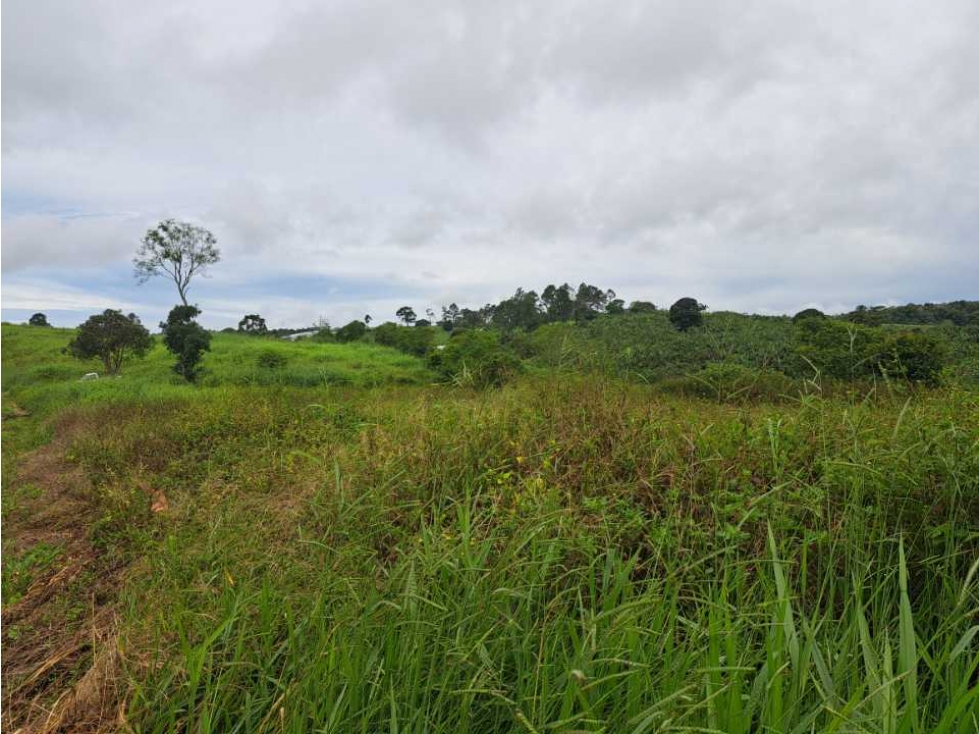 VENDO 51 HECTAREAS - SEMI PLANAS 1000M.S.N.M. - 2