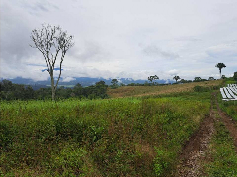 VENDO 51 HECTAREAS - SEMI PLANAS 1000M.S.N.M. - 4