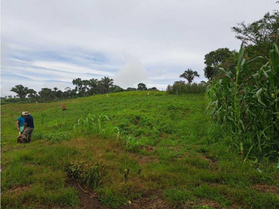 VENDO 51 HECTAREAS - SEMI PLANAS 1000M.S.N.M. - 5
