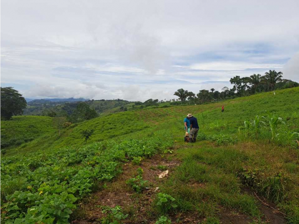 VENDO 51 HECTAREAS - SEMI PLANAS 1000M.S.N.M. - 6