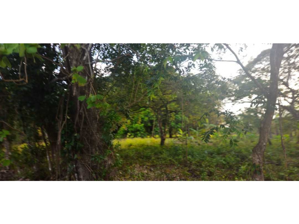 VENDO AMPLIO LOTE 3625 M2 ALGARROBOS - 4