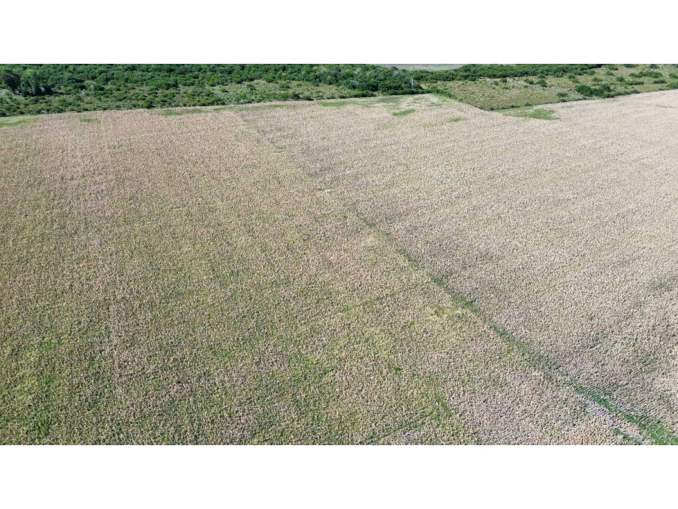 Vendo Campo 22 Has en Colonia Los Ceibos Entre Ríos - 2
