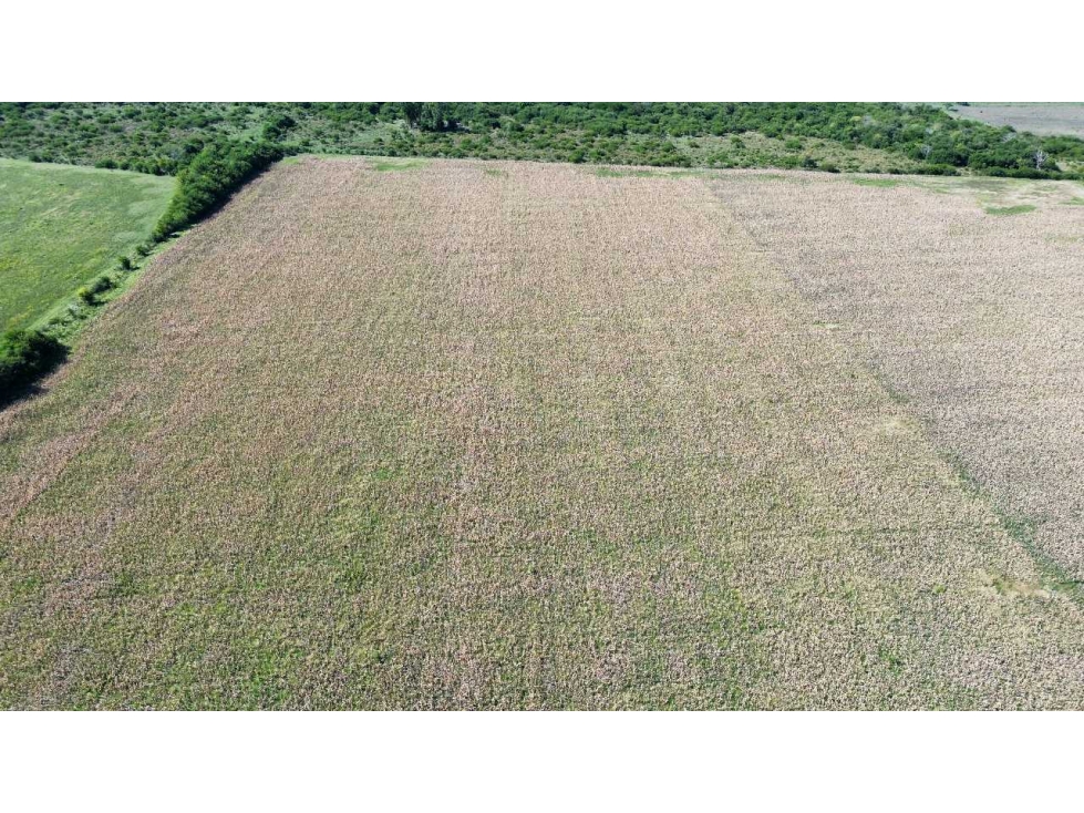 Vendo Campo 22 Has en Colonia Los Ceibos Entre Ríos - 3