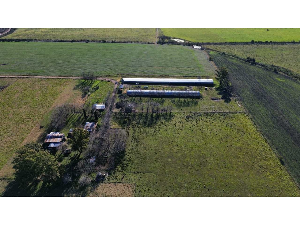 Vendo Campo de 21 Has con Gja Avícola y 2 Casas en Colonia Elía, E R - 1