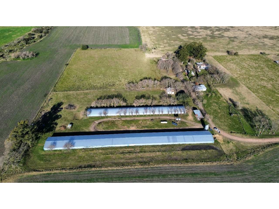 Vendo Campo de 21 Has con Gja Avícola y 2 Casas en Colonia Elía, E R - 2