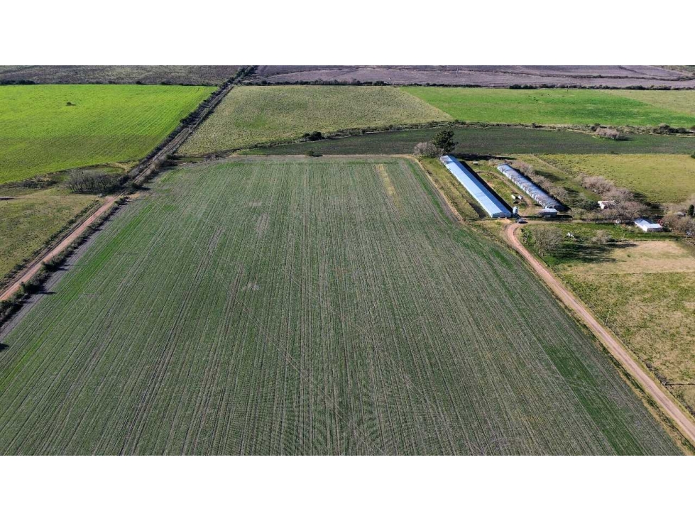 Vendo Campo de 21 Has con Gja Avícola y 2 Casas en Colonia Elía, E R - 6