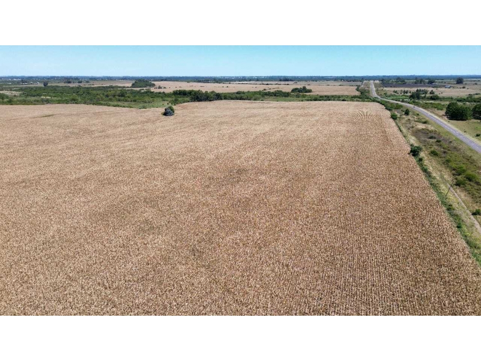 Vendo Campo de 349 hectáreas en Gualeguaychú, Entre Ríos. - 4