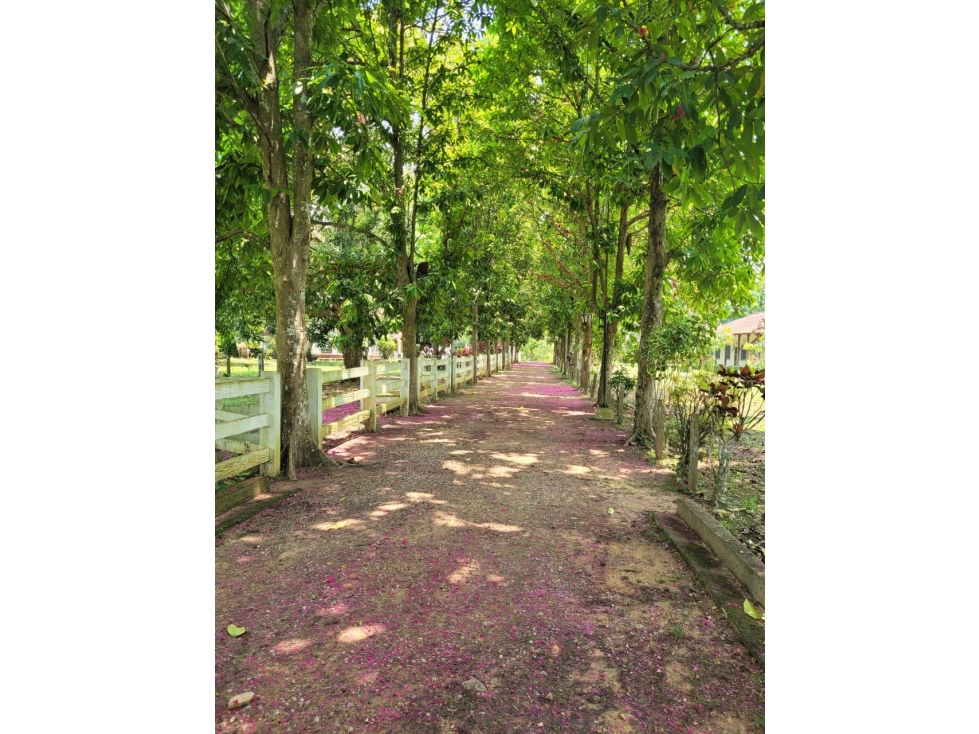 Vendo casa campestre en Carmen de Apicala. A 3 km del pueblo. - 4