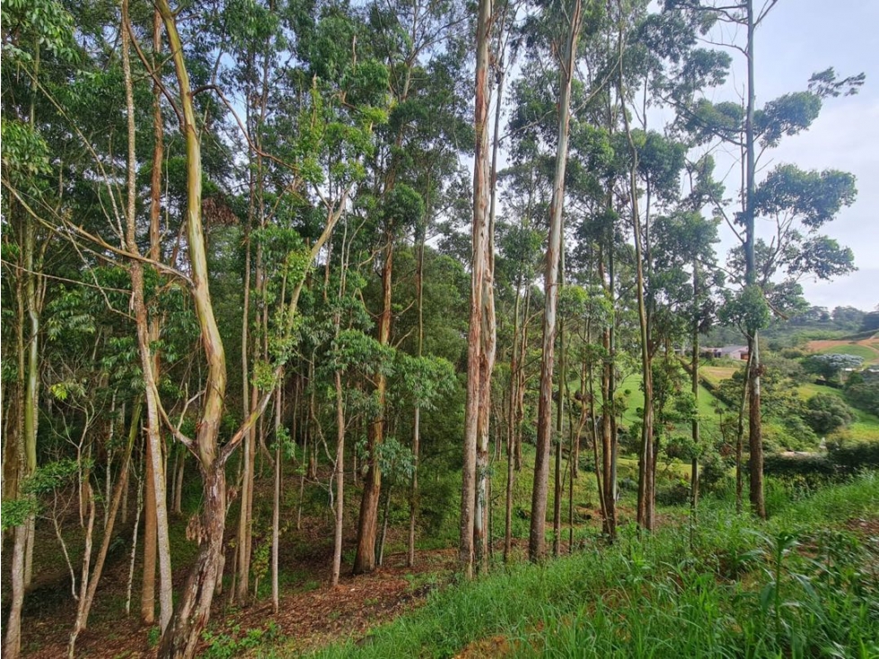VENDO CASA NUEVA EN PARCELACIÓN LA SELVA VÍA LA CEJA SAN ANTONIO — foto 5