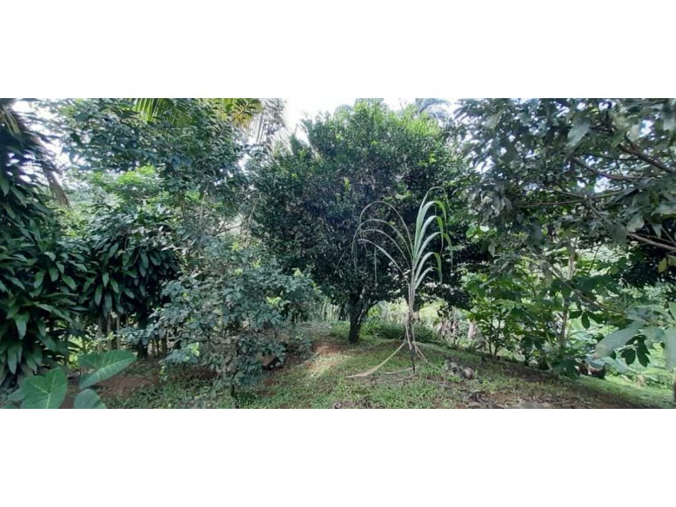 VENDO CASA Y LOTE DE 1508M2 PRECIO NEGOCIABLE - 6