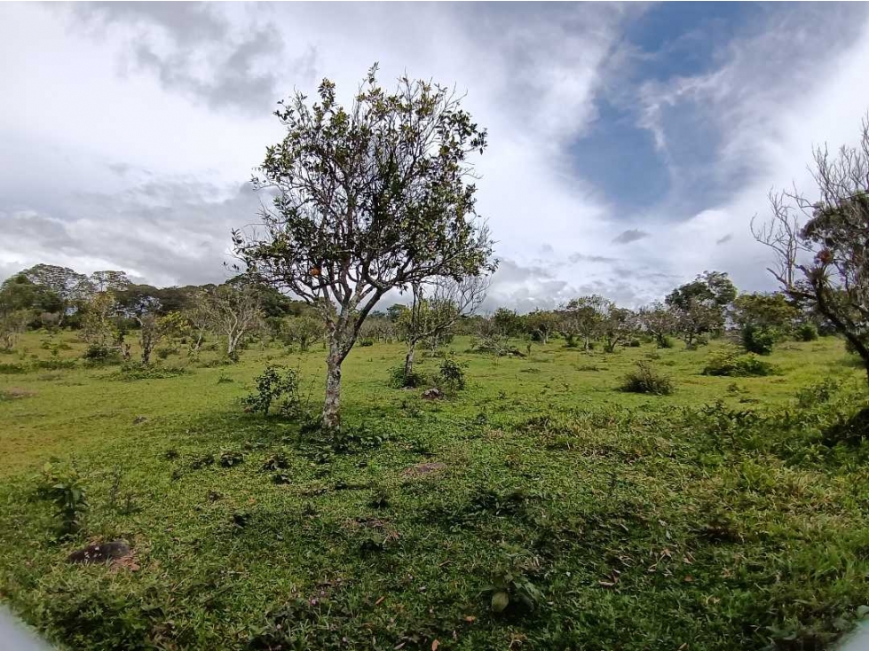 VENDO CUATRO HECTAREAS - 5