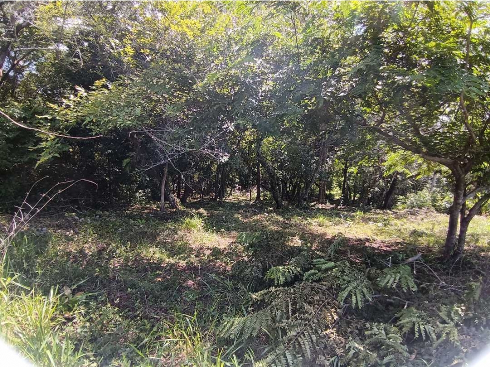 VENDO DOS HECTAREAS EN CONCESION BOCA CHICA - 6