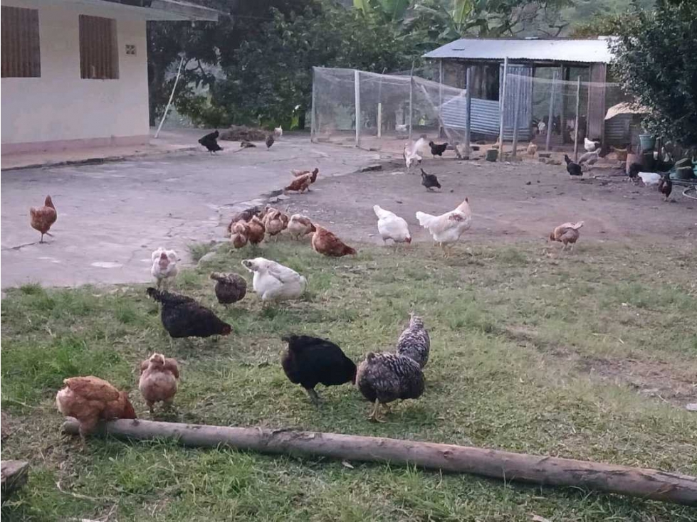 VENDO EXCELENTE FINCA VIA FRESNO CASABIANCA CON DIVERSIDAD DE CULTIVOS - 5