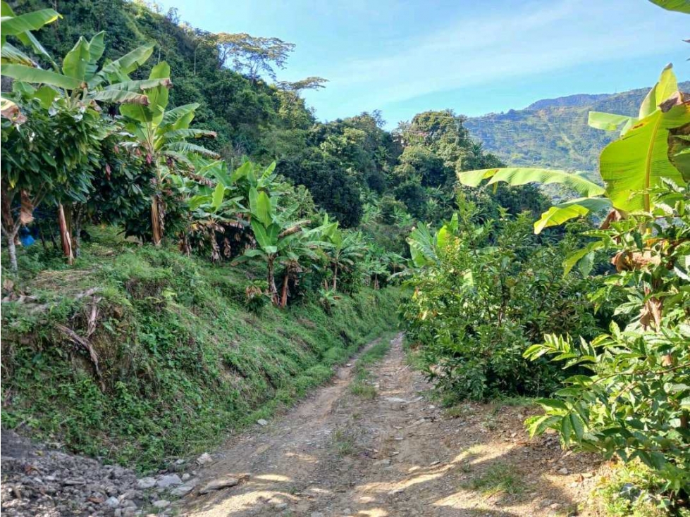 VENDO EXCELENTE FINCA VIA FRESNO CASABIANCA CON DIVERSIDAD DE CULTIVOS - 6