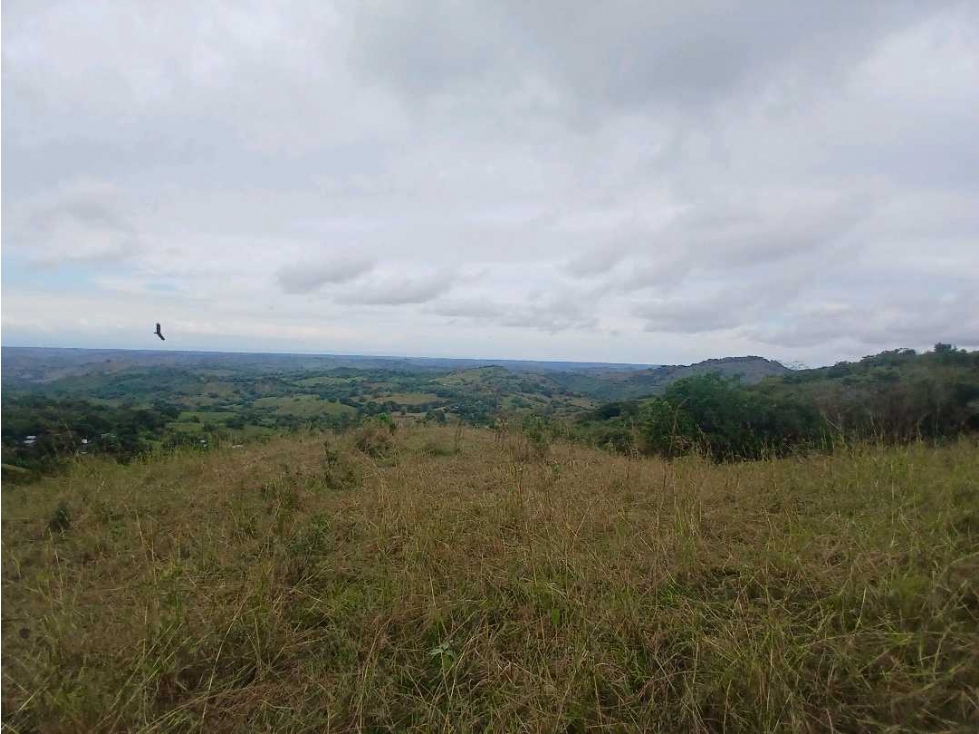 VENDO FINCA 29 HECTAREAS - PALMIRA DE LAS TABLAS - 1