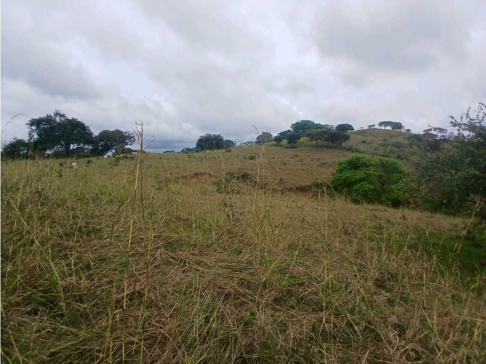 VENDO FINCA 29 HECTAREAS - PALMIRA DE LAS TABLAS - 2