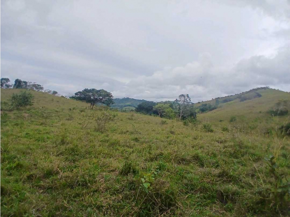 VENDO FINCA 29 HECTAREAS - PALMIRA DE LAS TABLAS - 4