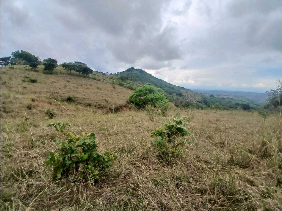 VENDO FINCA 29 HECTAREAS - PALMIRA DE LAS TABLAS - 5