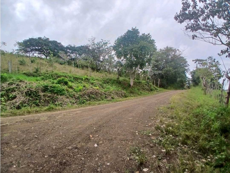 VENDO FINCA 29 HECTAREAS - PALMIRA DE LAS TABLAS - 6