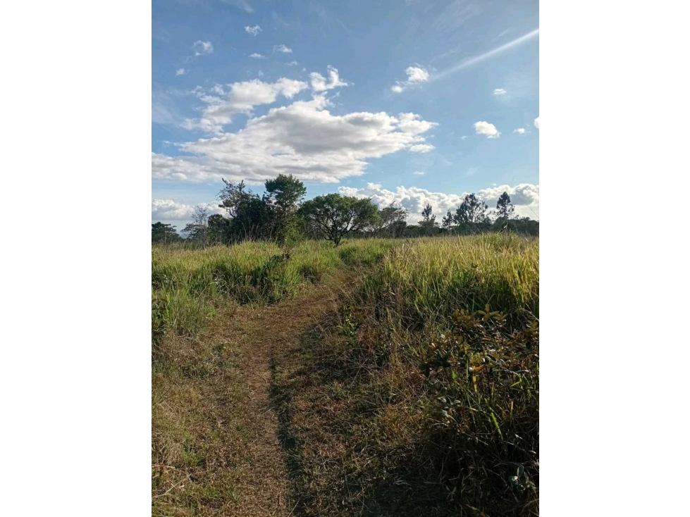VENTA DE FINCA 4HECTAREAS POTRERILLOS. - 2