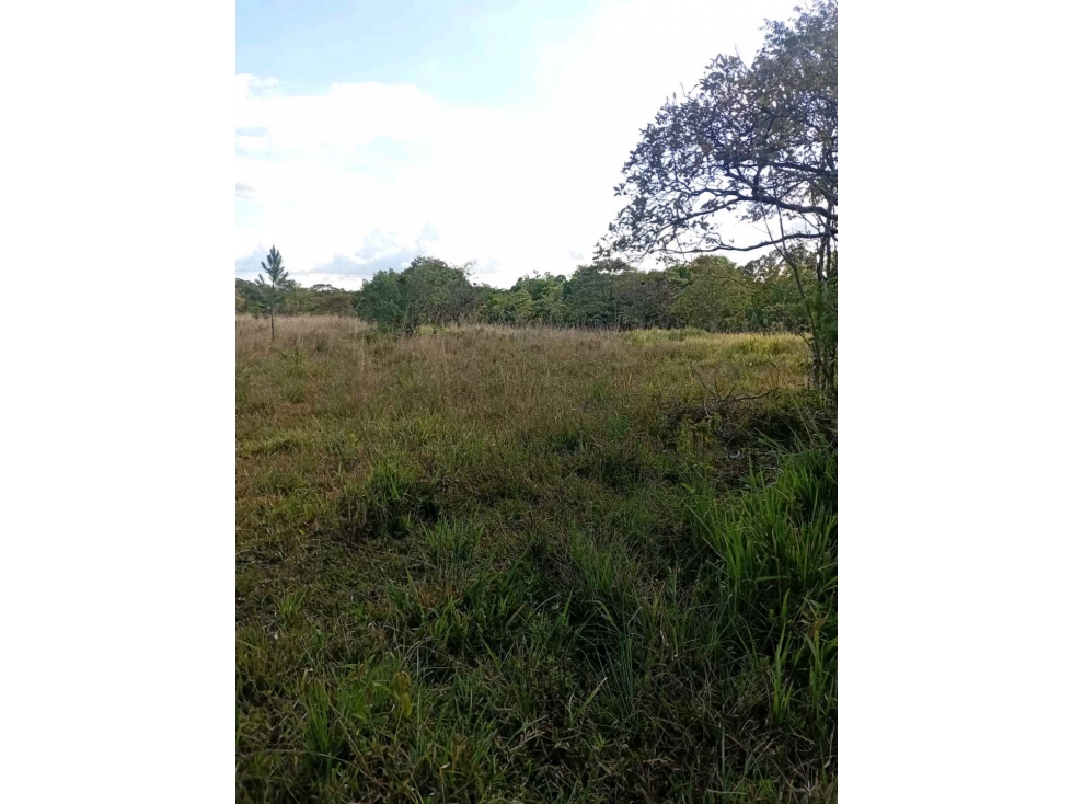VENTA DE FINCA 4HECTAREAS POTRERILLOS. - 4