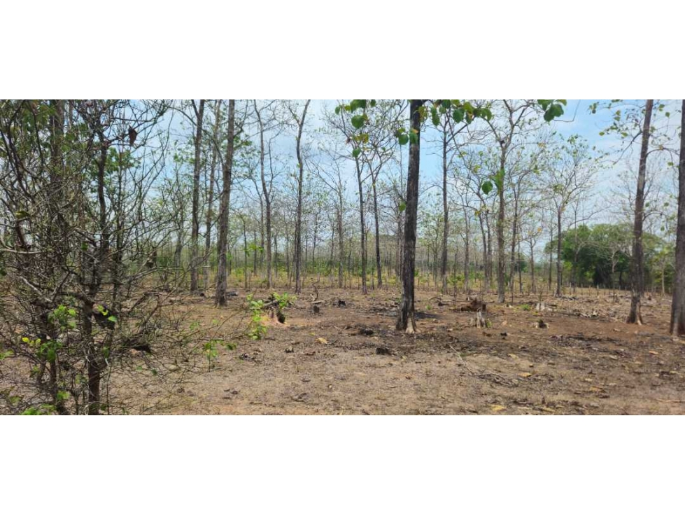 VENDO FINCA DE 35 HAS ORILLA DE CALLE EN CHIRIQUÍ — foto 4