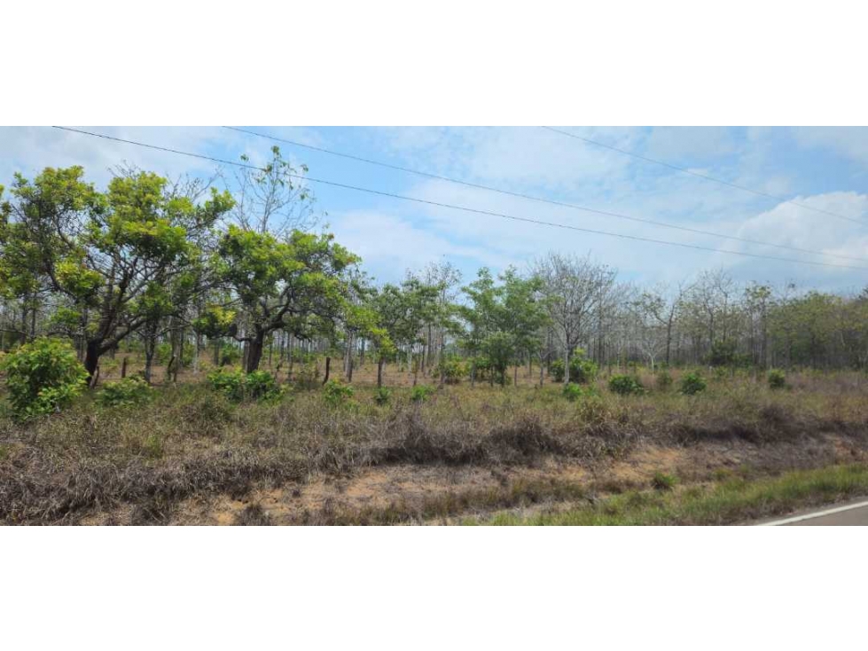 VENDO FINCA DE 35 HAS ORILLA DE CALLE EN CHIRIQUÍ — foto 5