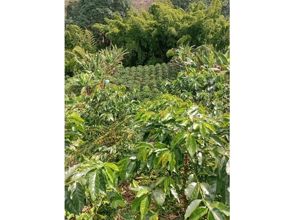 Vendo Finca Cafetera Dep de Caldas - 2