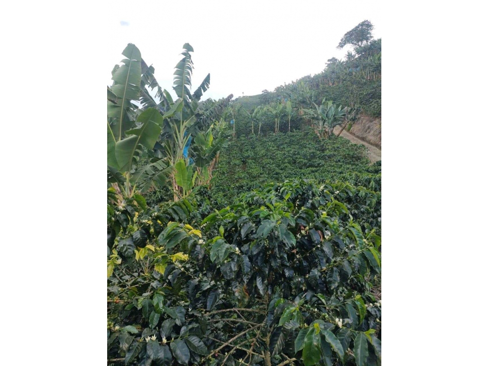 Vendo Finca Cafetera Dep de Caldas - 3