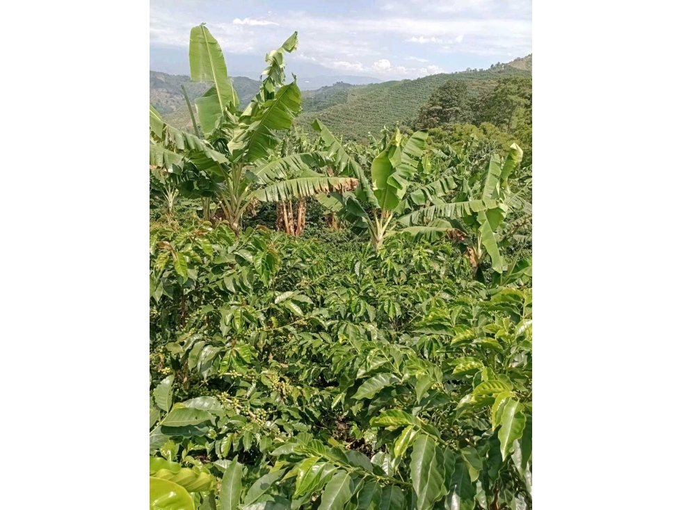 Vendo Finca Cafetera Dep de Caldas - 4