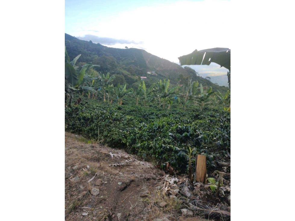 Vendo Finca Cafetera Dep de Caldas - 5