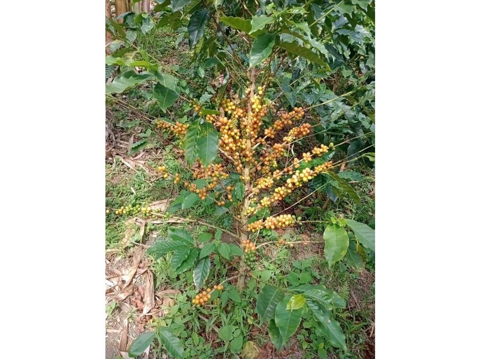 Vendo Finca Cafetera Dep de Caldas - 6