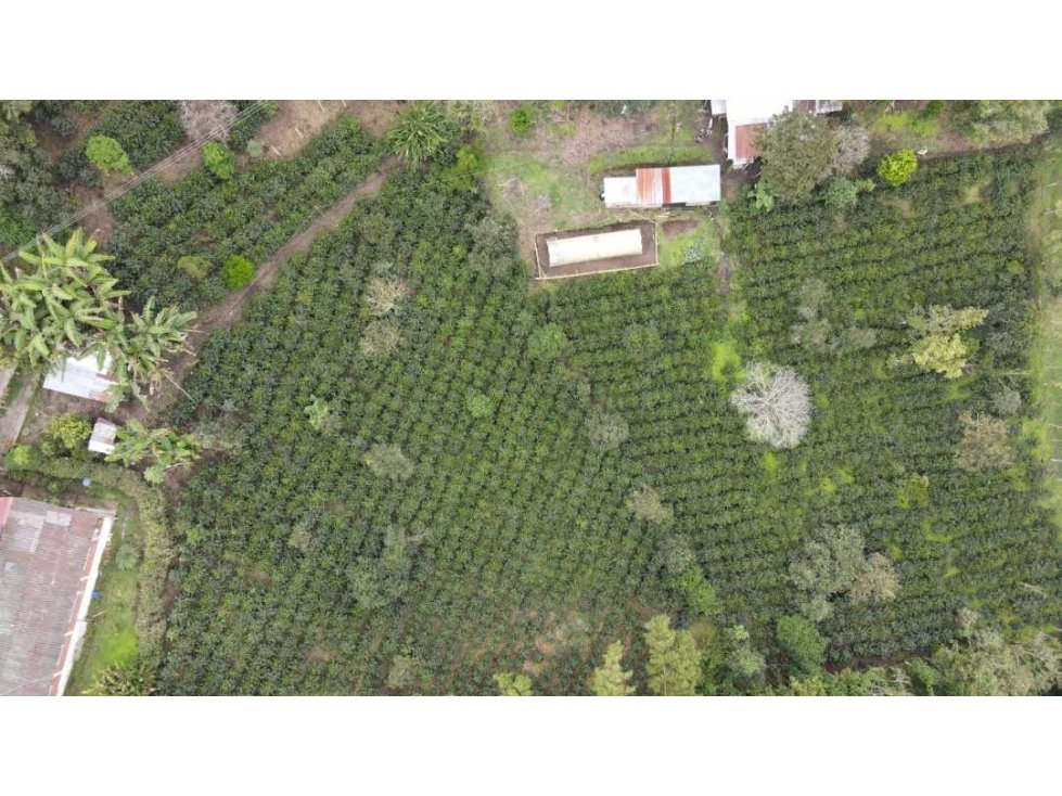 Vendo Finca sobre vía para turismo o producción Salento Quindio — foto 2